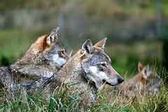 Lupo: in Francia si spara, in Svizzera si festeggia la prima riproduzione