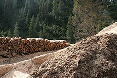 Premiati i progetti per la tutela del bosco di protezione