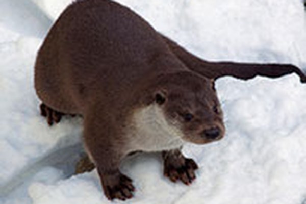 Il ritorno della lontra