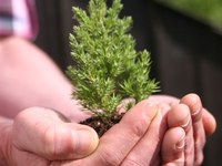 Chi ha paura del bosco