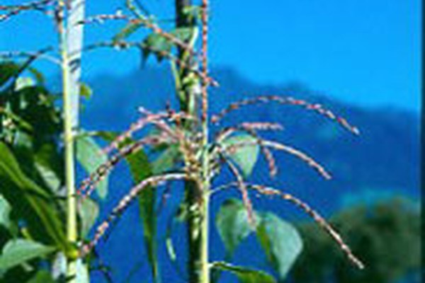 "Gene save": conservazione delle risorse genetiche agricole