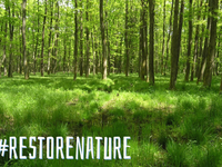 La legge europea sul ripristino della natura è a rischio?