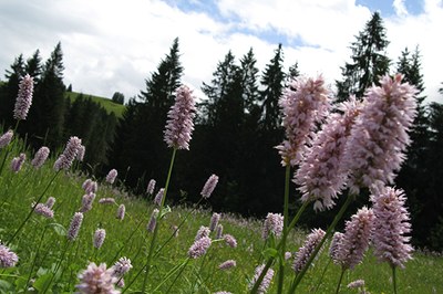 La varietà naturale migliora la qualità della vita