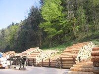 Le foreste andrebbero gestite in maniera sostenibile