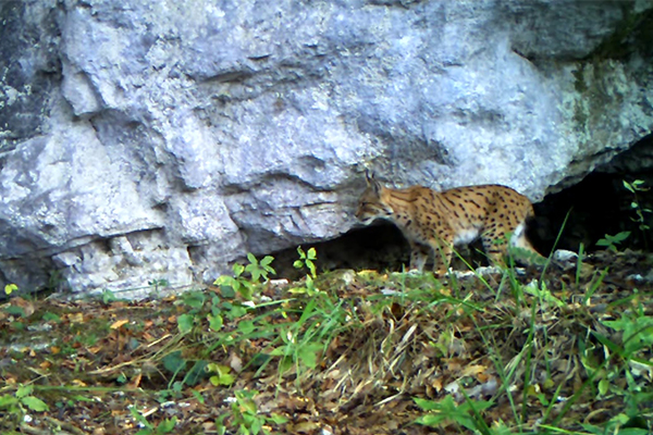 Lince, un gattone meritevole di protezione