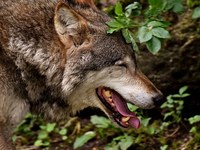 Lupo: serve una discussione aperta sui valori