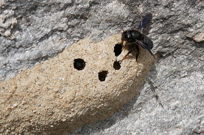 Paradisi dell’impollinazione per le api