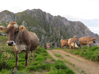 Qualità dalle montagne
