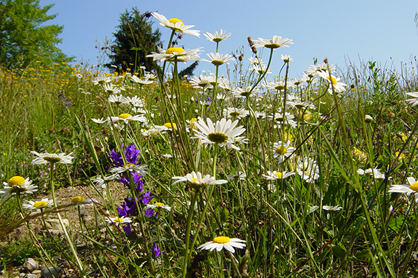 Quanto è efficiente la tutela della natura da parte dell’UE?