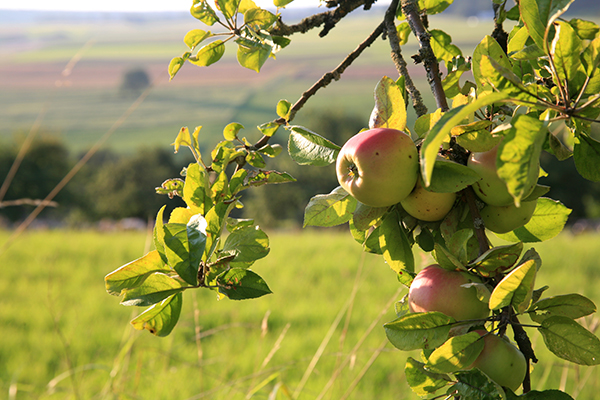 Verso una frutticoltura senza (o con meno) pesticidi