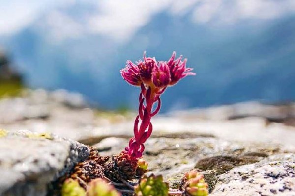 Alpinscena n° 108 - Sotto la lente