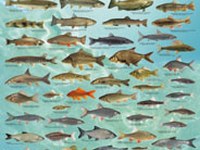 Prizadevanja za večji odlov rib v Alpah