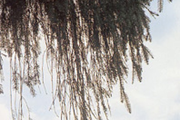 Začel se je projekt o raziskovanju dolgoživih toksičnih polutantov na območju Alp