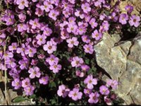 Segrevanje podnebja: alpske rože so začele cveteti prej kot običajno