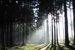 Mreže za izmenjavo znanja na gozdarskem področju