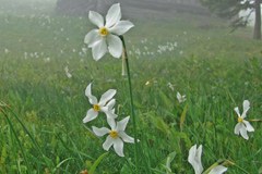 Ohranjanje narcisnih travnikov v Karavankah