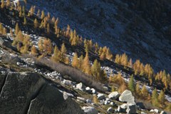 Posledice podnebnih sprememb v Avstriji