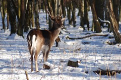 Lihtenštajn predstavil koncept izrednega krmljenja navadnega jelena