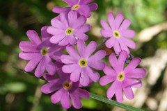 Izguba vrst na švicarskih mokriščih