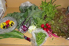 č e cveti pomlad, še ne pomeni, da mora cveteti tudi trg s pesticidi!