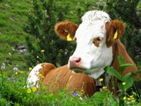 Prostovoljno cepljenje proti bolezni modrega jezika