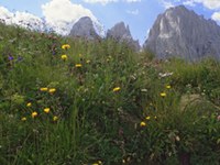 Začelo se je mednarodno leto biotske raznovrstnosti