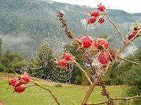 Omrežje alpskih regij