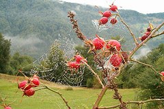 Omrežje alpskih regij