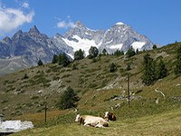 Novi zvezni zakon o gozdovih v Nemčiji