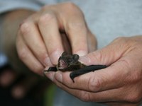 Dragoceni gost v kostanjevem gozdu : Omrežje obin "Povezanost v Alpah"