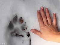 Prva celovita spletna stran o volkovih v Sloveniji