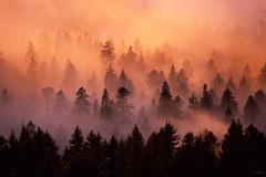 Leto gozdov: akcije v alpskem prostoru