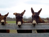 Pa smo spet na - oslu!