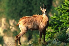 Kaj je pomembno za biotsko raznovrstnost v Alpah?