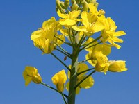 Gensko inženirstvo: neobičajni potnik čez Alpe