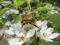 Cvetlice – črpališče hrane za čebele