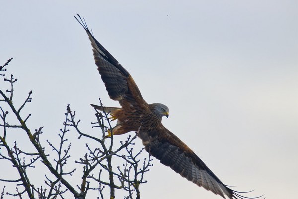 Divjad, podnebne spremembe in – svinec