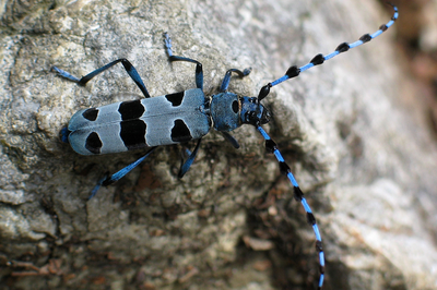 Elementarno, ogroženo