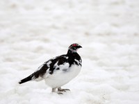 Izguba habitatov in spremenjene selitvene poti