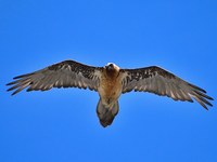 Opazovanje brkatega sera