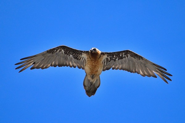 Opazovanje brkatega sera
