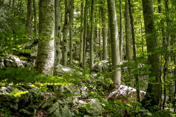 Uredba o obnovi narave - Evropski parlament glasoval za sprejetje