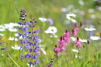 Kje so tiste rožice, pisane in bele? – Tekmovanje za izbor najlepših cvetličnih travnikov