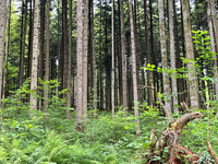 Izgubljamo pomembna območja za ohranjanje najbolj ogroženih prebivalcev gozda